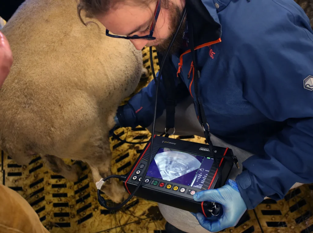 AnimalProfi2 Dramiński veterinary ultrasound for livestock owners – view 1